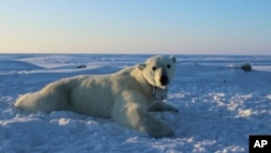 FILE - This U.S. Geological Survey photo shows a polar bear wearing a GPS video-camera collar on a chunk of ice in the Beaufort Sea, April 15, 2015. Kaktovik, a tiny Alaska Native village, has experienced a boom in tourism in recent years as polar bears s