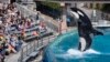 SeaWorld sẽ ngưng nuôi nhốt cá voi sát thủ