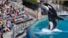 SeaWorld to Stop Breeding Killer Whales