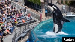 Visitors are greeted by an Orca killer whale during a show at the animal theme park SeaWorld in San Diego, California, March 19, 2014. 