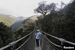 Rainforest in Manu National Park near Paucartambo, Cusco, Peru 2014.