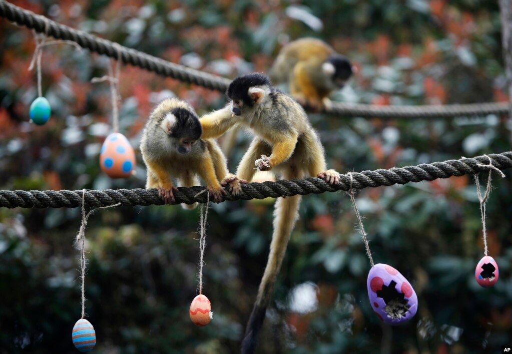 런던 동물에서 한 다람쥐원숭이가 부활절 달걀 안에 든 씨앗과 벌레를 먹으며 다른 원숭이를 밀어내고 있다.