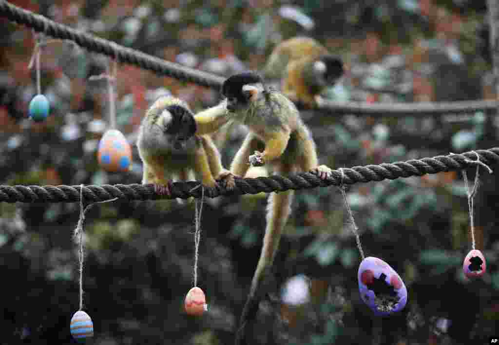 A squirrel monkey, right, pushes his mate away as he eats a treat of worms and seeds from a papier mache Easter eggs, at London Zoo in London.