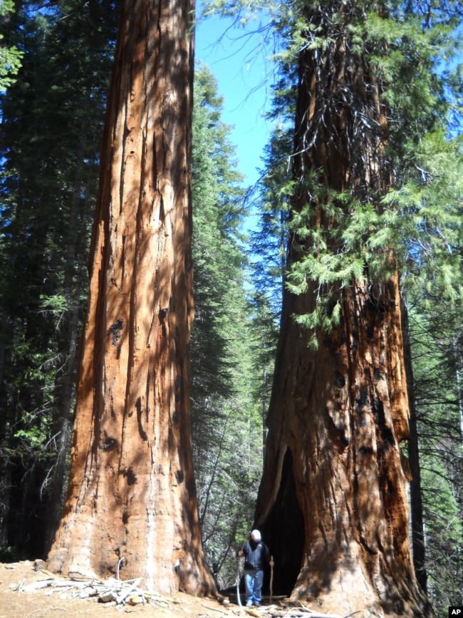 Yosemite's giant Sequoia trees