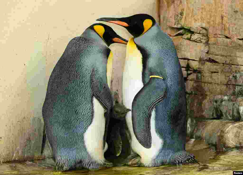 Two king penguins and their chick stand in their enclosure in the zoo of Schoenbrunn in Vienna, Austria, Sept. 21, 2016.