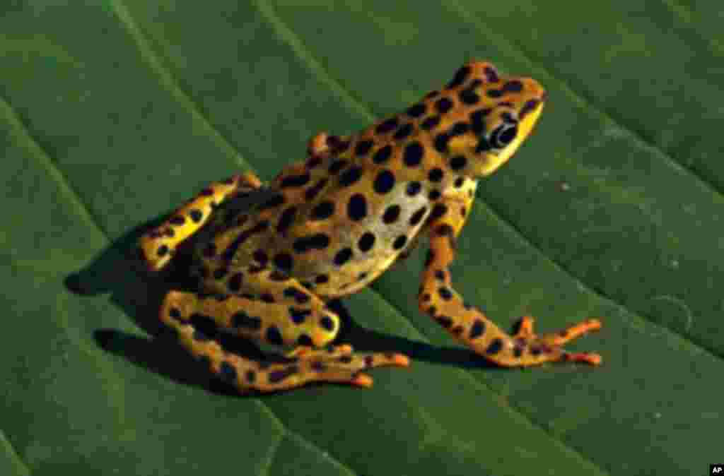 The Rio Pescado Stubfoot toad was most likely a victim of the fungus, Chytridiomycosis. (Luis Coloma/frogever.com )
