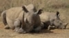 A rhino and its calf, on the Red List of Threatened Species according to the International Union for Conservation of Nature, are seen at Nairobi National Park, on the outskirts of Nairobi, Kenya, Sept. 18, 2024.