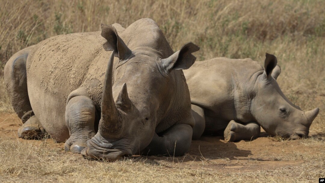 A rhino and its calf, on the Red List of Threatened Species according to the International Union for Conservation of Nature, are seen at Nairobi National Park, on the outskirts of Nairobi, Kenya, Sept. 18, 2024.