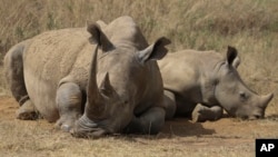 A rhino and its calf, on the Red List of Threatened Species according to the International Union for Conservation of Nature, are seen at Nairobi National Park, on the outskirts of Nairobi, Kenya, Sept. 18, 2024.