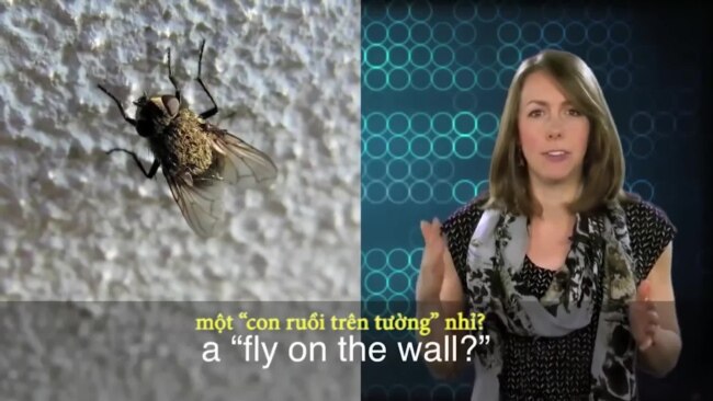Thành ngữ tiếng Anh thông dụng: Fly on the wall (VOA)