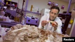 Paleontologist Michael D'Emic is shown in this undated handout photo provided by Stony Brook University with a fossil of the meat-eating dinosaur Majungasaurus, dug up by Stony Brook field crews.