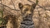 Animal-linked NFTs Raise Money for South African Reserve