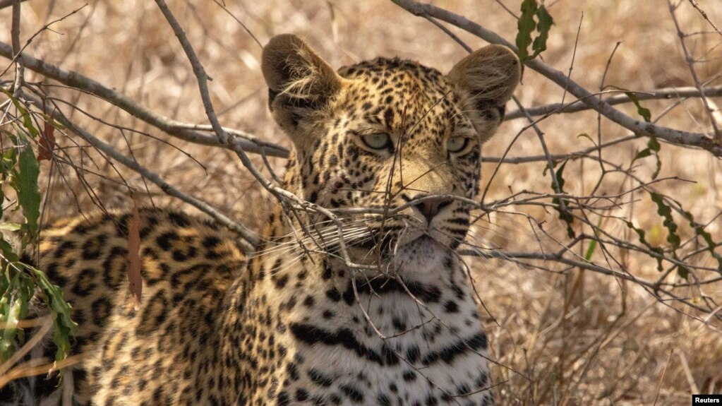 A photo of Tlalamba, a four-year-old leopard on November 4, 2018 at the Djuma Game Reserve in South Africa. She is the most sought-after animal in her reserve among buyers of a new plan selling NFTs to raise money for conservation. (Lauren Arthur/Handout via REUTERS)