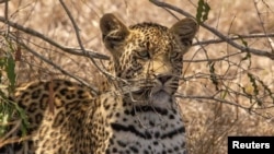 A photo of Tlalamba, a four-year-old leopard on November 4, 2018 at the Djuma Game Reserve in South Africa. She is the most sought-after animal in her reserve among buyers of a new plan selling NFTs to raise money for conservation. (Lauren Arthur/Handout via REUTERS)