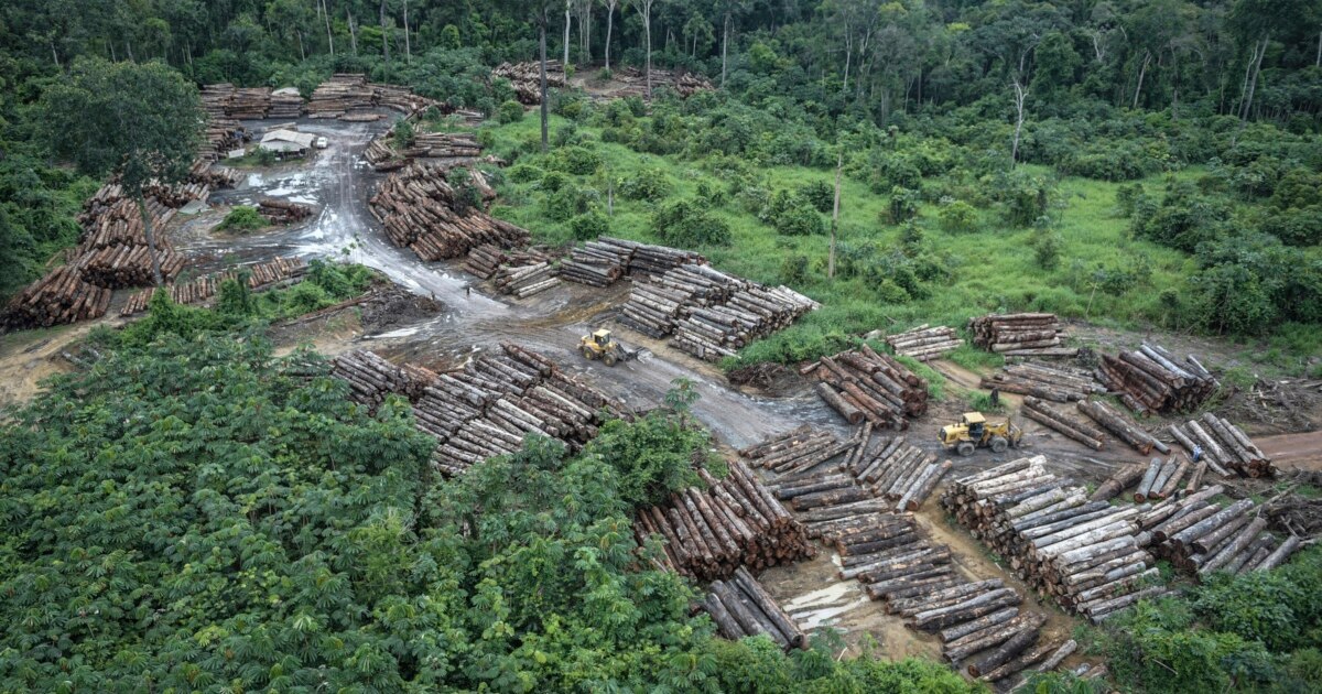 10,000 Amazon Plants, Animals Could Disappear Forever, Scientists Say