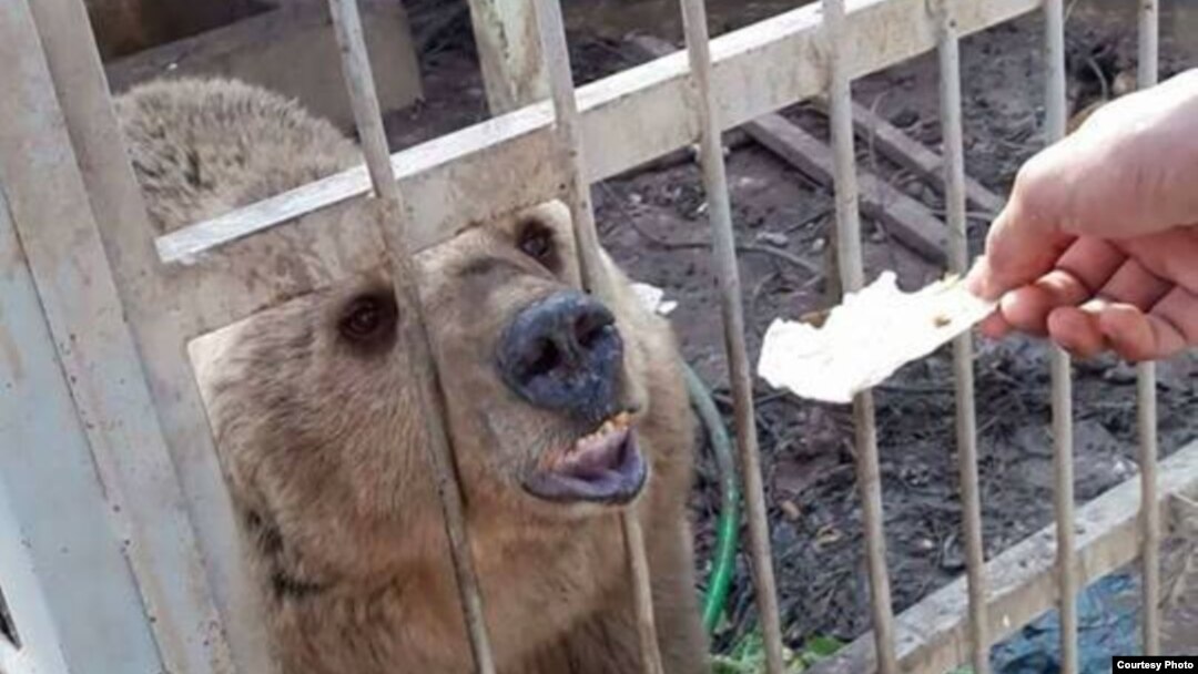 Hewan di Kebun Binatang Taman Murur di Mosul, Irak, yang ditinggalkan pemiliknya. (Foto: Kurdistan Organization of Animal Rights Protection)