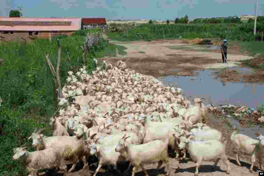 環保組織著重教育當地村民避免過度放牧影響綠化成果