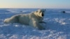 Alaska Village Experiences Boom in Polar Bear Tourism 