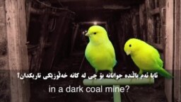 باڵندەی کەناری و ئاگادارکردنەوە -3-