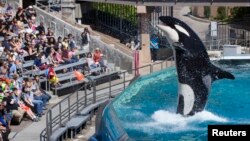 Du khách được chào đón bởi cá voi sát thủ Orca trong một buổi biểu diễn tại công viên SeaWorld ở San Diego, California.