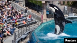 Visitors are greeted by an Orca killer whale during a show at the animal theme park SeaWorld in San Diego, California, March 19, 2014. 