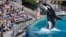 Visitors are greeted by an Orca killer whale during a show at the animal theme park SeaWorld in San Diego, California, March 19, 2014. 