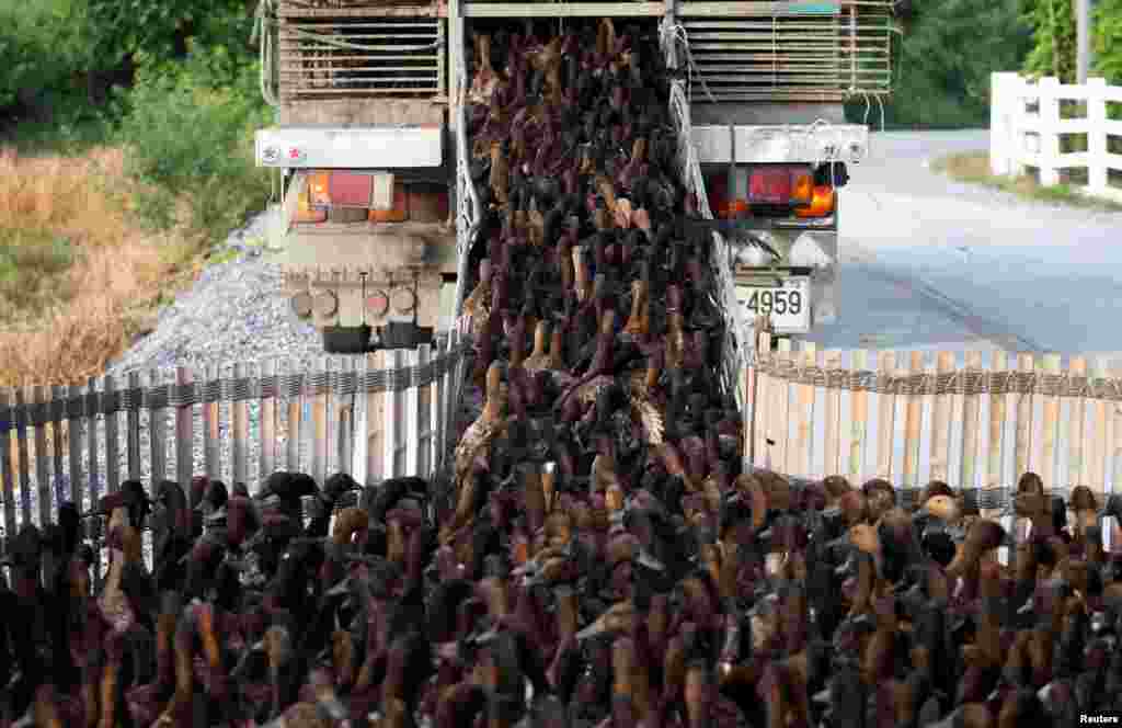 Ducks are loaded onto a truck to transport them to rice paddy fields to clear up weeds and pests after harvesting season in Nakhon Pathom, Thailand.