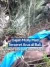 Gajah Molly Mati Terseret Arus Sungai di Bali, Pakar Dorong Investigasi