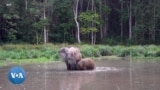 Des efforts de protections des éléphants de forêt remis en cause au Gabon