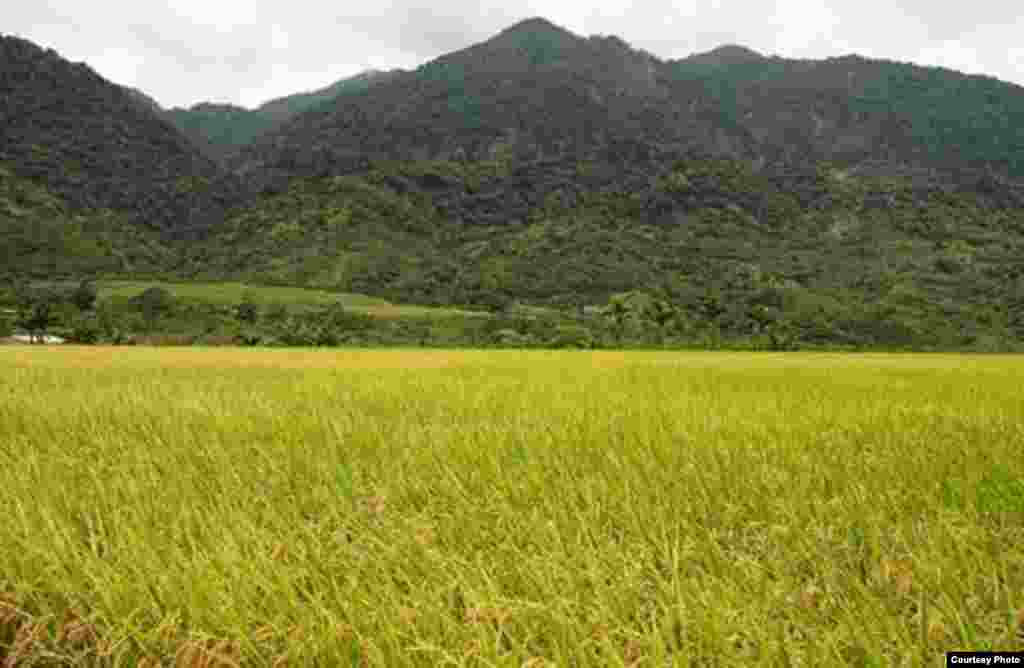 花莲罗东有机村：稻田成熟季节(花莲县政府农业处提供)