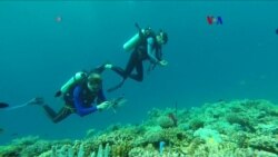 Crianza arrecifes de coral