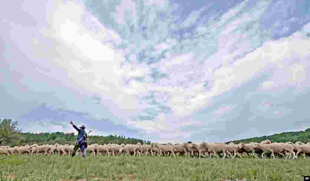 Shepherd Bernd Angelroth leads a herd of sheep during the regional Shepherds Championships of Thuringia in Hohenfelden, central Germany.