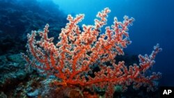 FILE: A U.N. report says global warming threatens coral, such as this Gorgonian sea fan.