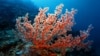 UN: Global Warming Harms Corals Vital to Small Islands