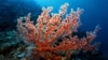 Philippines trồng san hô để tạo dựng lại hệ thống sinh thái dưới nước