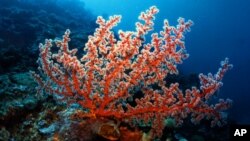 FILE: A U.N. report says global warming threatens coral, such as this Gorgonian sea fan. Coral reefs buffer coastlines. 