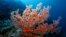 FILE: A U.N. report says global warming threatens coral, such as this Gorgonian sea fan. Coral reefs buffer coastlines. 