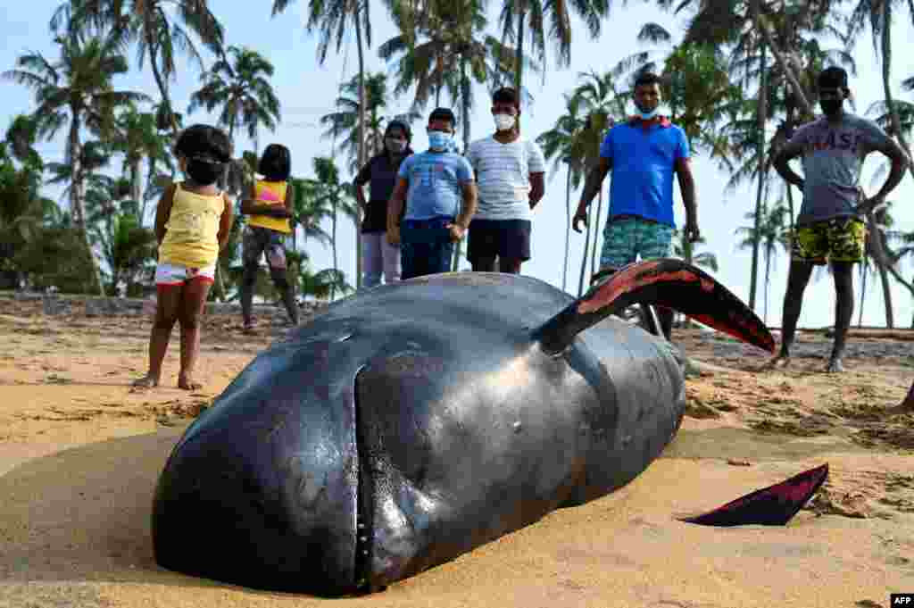 People look at a dead pilot whale on a beach in Panadura, Sri Lanka.