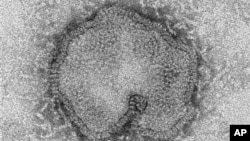 Virus flu burung H7N9 yang telah menewaskan 22 orang di China baru-baru ini (foto: Dok).