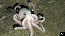 A pale octopus seen on the ocean floor at depth of more than 2,000 meters near Antactica. (Photo: PLoS Biology Journal)