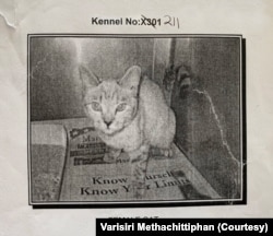 Nala, the most famous cat on the internet, when she was a kitten at a high-kill shelter in CA.