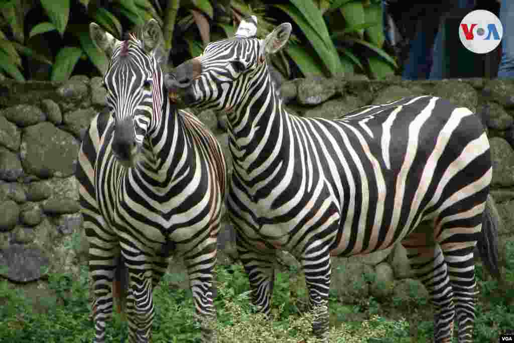 Ahora con la pandemia, la vulnerabilidad de estas especies, liberadas ya una vez del flagelo del tráfico de animales, aumenta.