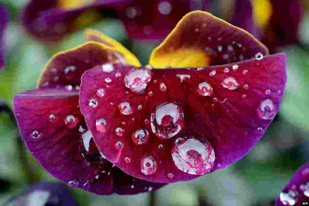 Waterdrops cover the blossoms of horned violets on display at the "Bluete und Ambiente" (Blossom and Ambiance) gardening fair in Bamberg, southern Germany.
