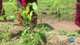 Mulheres movem a agricultura do Niassa, em Moçambique