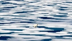 FILE - A polar bear stands on the ice in the Franklin Strait in the Canadian Arctic Archipelago, July 22, 2017. 