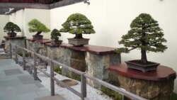 The Art of Bonsai