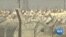 Climate Change Link to Arab Spring' Mass Migration