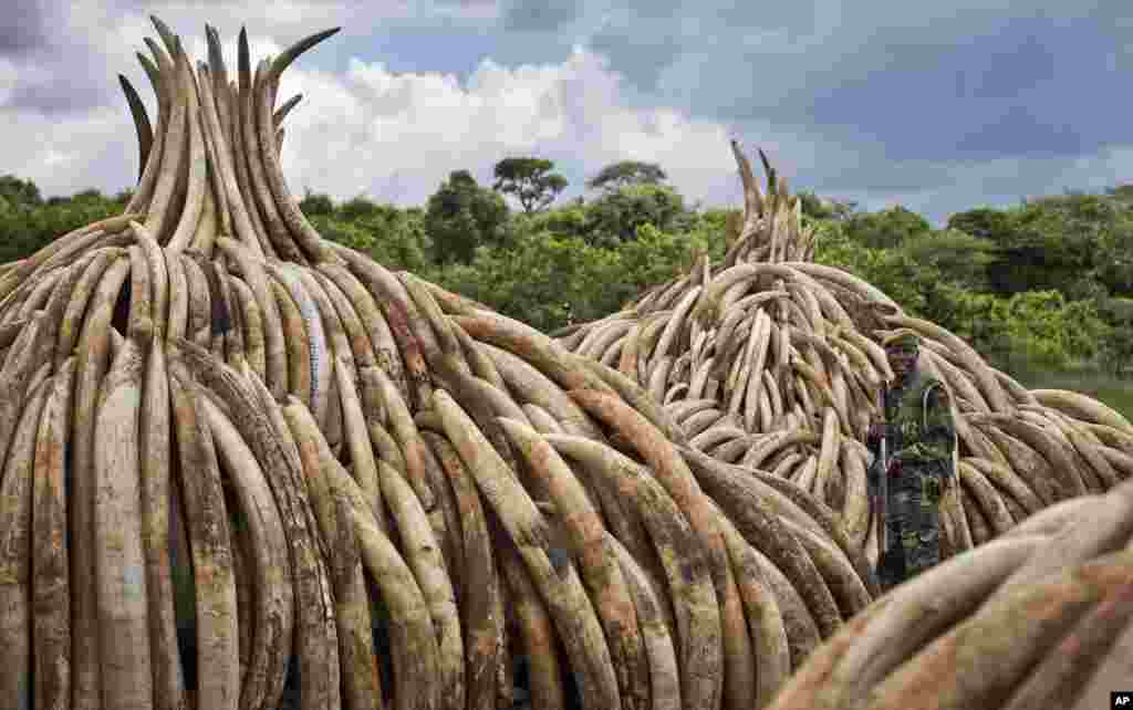 Một nhân viên kiểm lâm đứng canh gần khoảng một tá ngà voi sắp bị thiêu hủy trong Công viên Quốc gia Nairobi, Kenya.