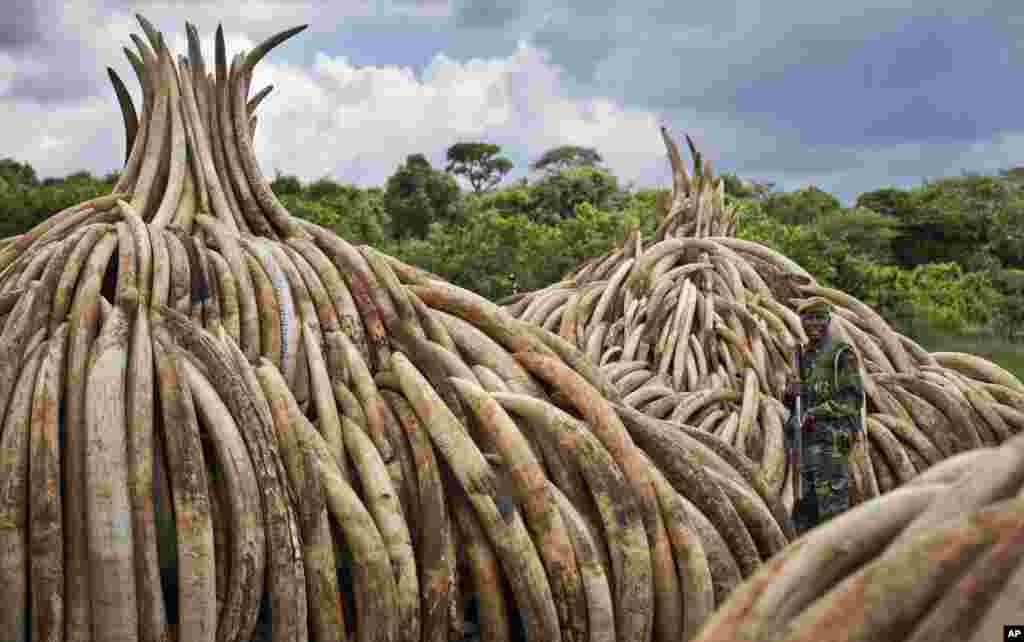 A ranger from the Kenya Wildlife Service (KWS) stands guard near approximately a dozen pyres of ivory, in Nairobi National Park. The wildlife service has stacked 105 tons of ivory consisting of 16,000 tusks, and a ton of rhino horn, from stockpiles around the country, in preparation to be torched on April 30, 2016, to encourage global efforts to help stop the poaching of elephants and rhinos.