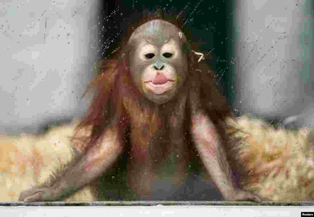 Ole, a young orangutan, plays in his enclosure at the zoo on a rainy day in Kaliningrad, Russia.